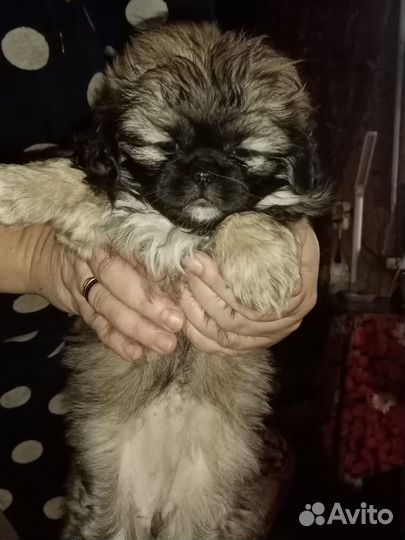 Pekingese olx hot sale