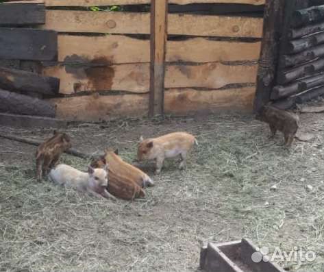 Поросята мангалица