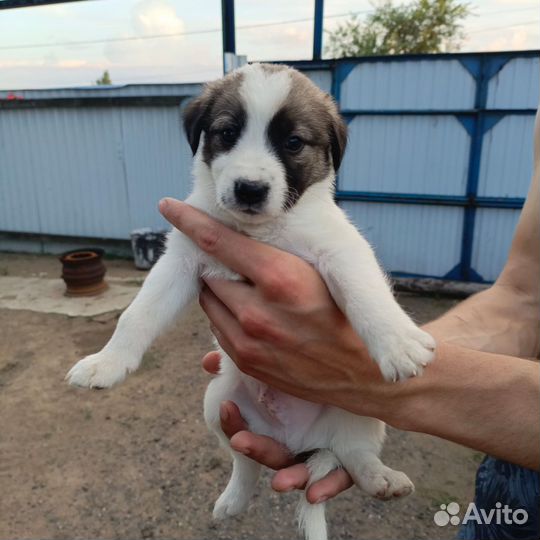 Отдам в добрые руки щенят