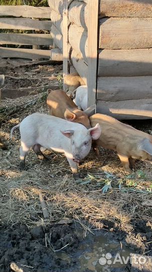 Бомбические Поросята