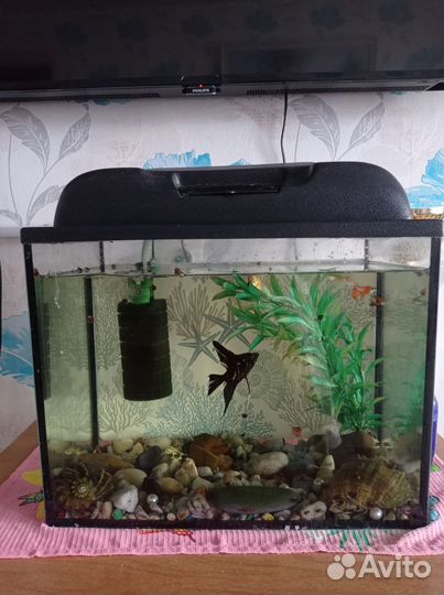 Аквариум