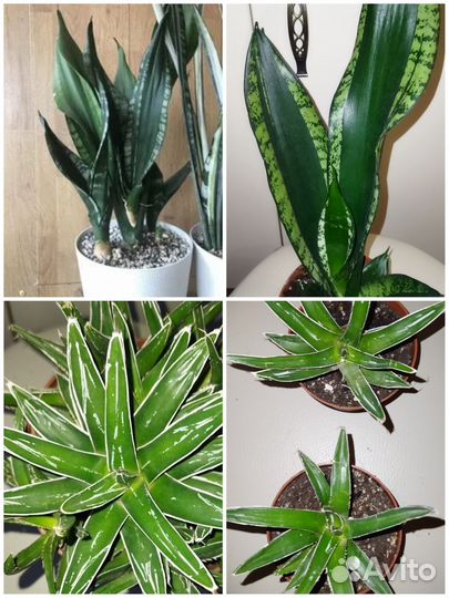 Суккуленты