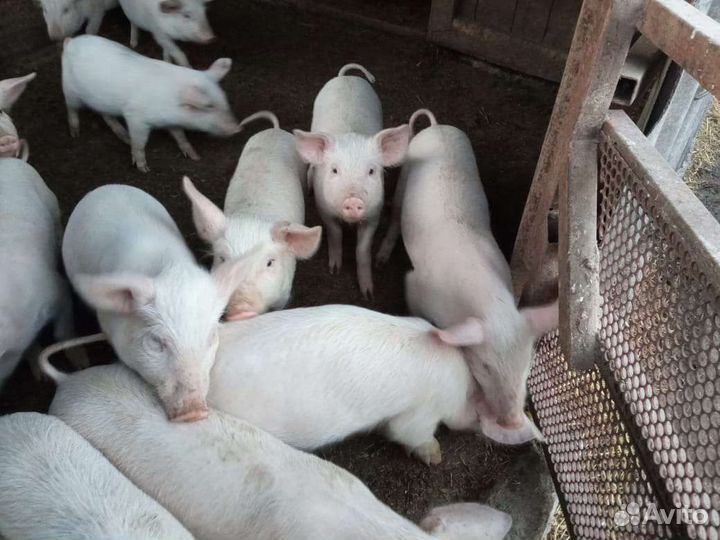 Поросенок ландрас крупная белая