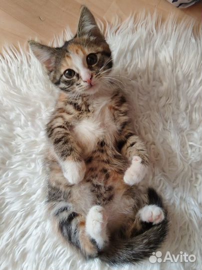 Котенок девочка
