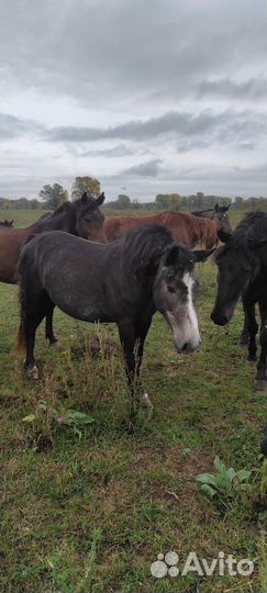 Кобыла 2 года