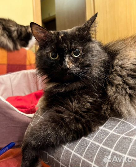 Кошка Маняша - желтые глазки в добрые руки