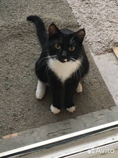 Котик Килька