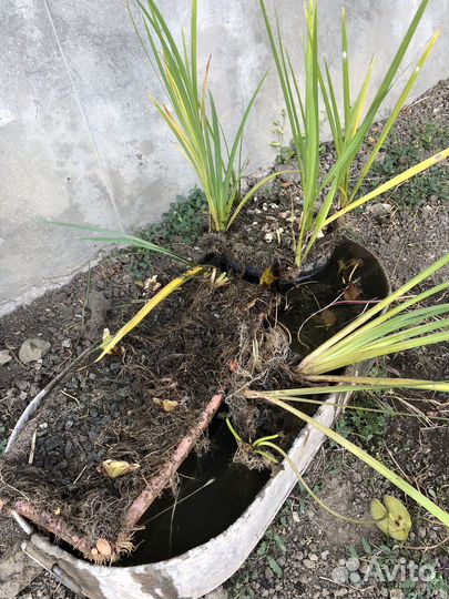 Растение для пруда