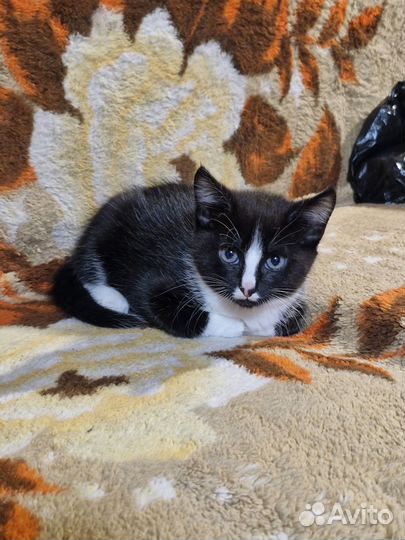 Котята