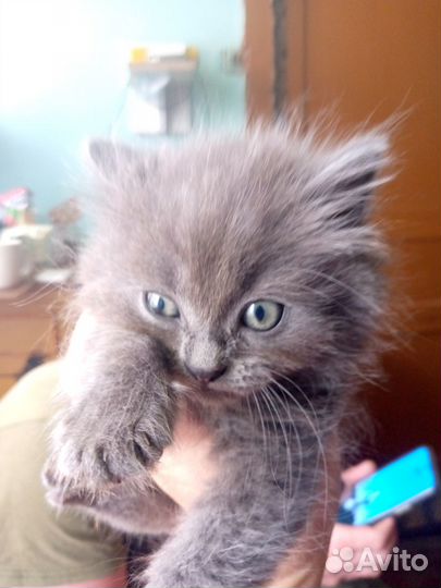 Британские котята