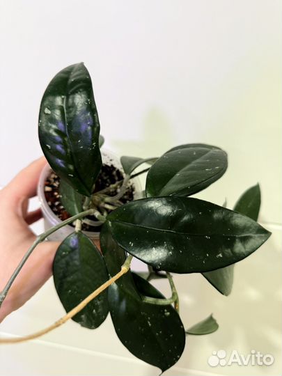 Хойя взрослая