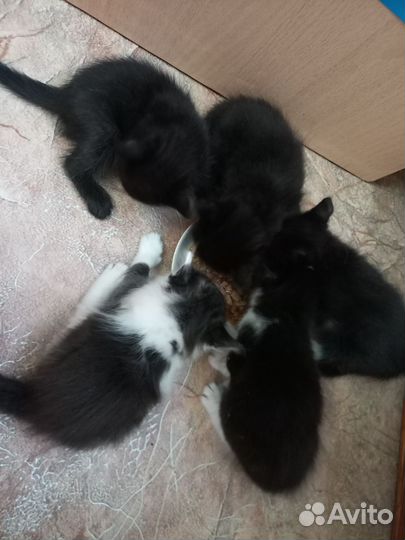 Котята в добрые руки