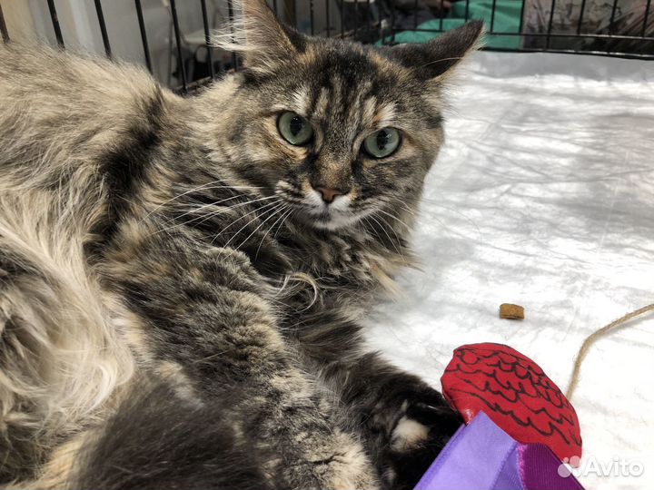 Пушистая кошечка в добрые руки
