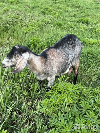 Дойная нубийская коза