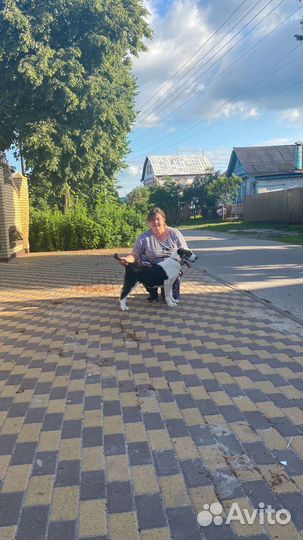 Щенки сао