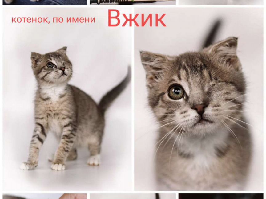 Котята