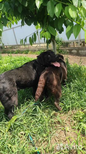 Щенки лабрадора