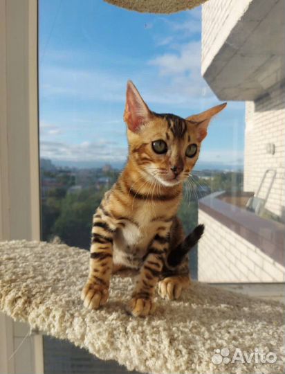Бенгальская кошечка