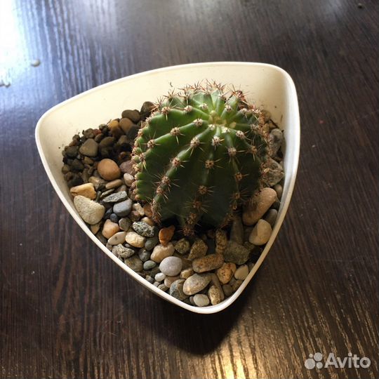 Кактус