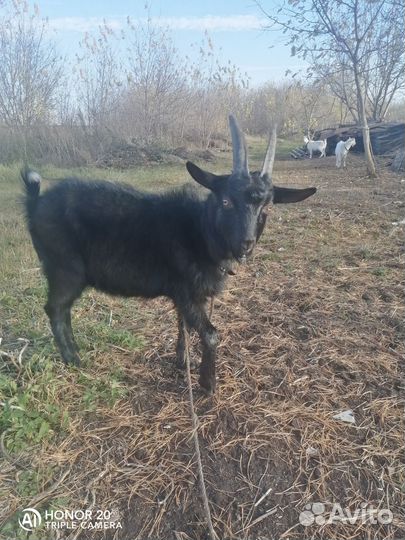 Козел зааненский