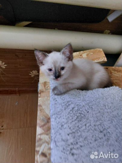 Котята в добрые руки бесплатно