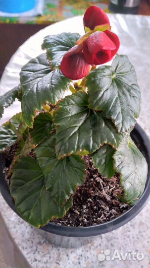 Бегония элатиор