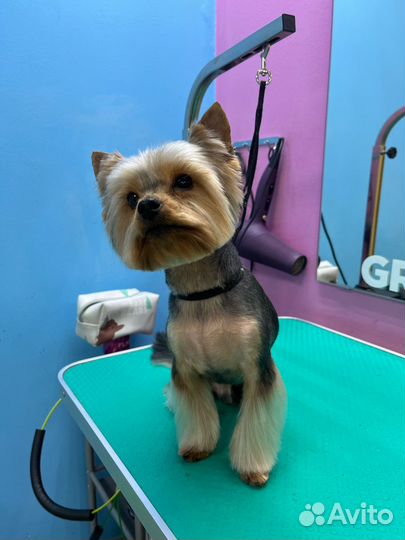 Груминг, стрижка собак бесплатно