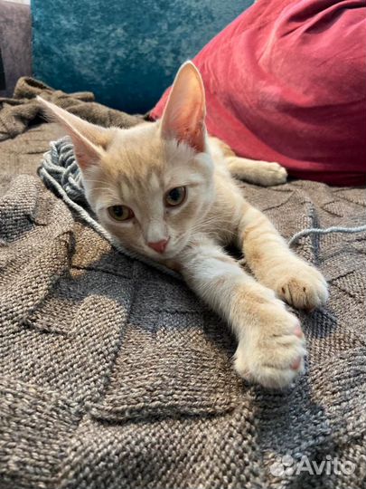 Котенок Томик ищет дом