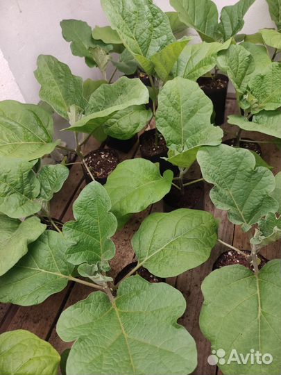 Рассада перца, баклажан, томатов, капусты