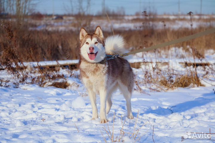 Гэлла в Добрые руки