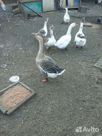 Живые молодые гуси