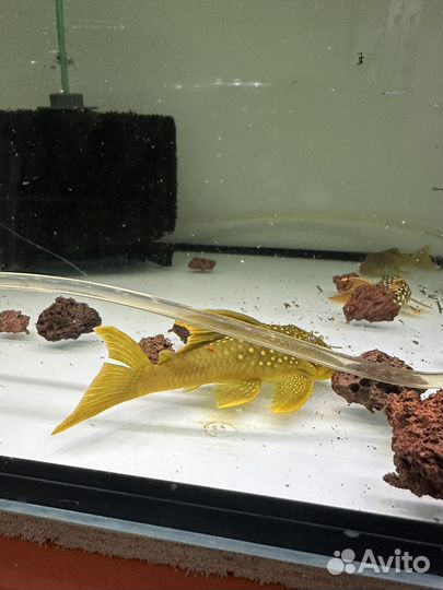 Сом L14 L239 L128 L067