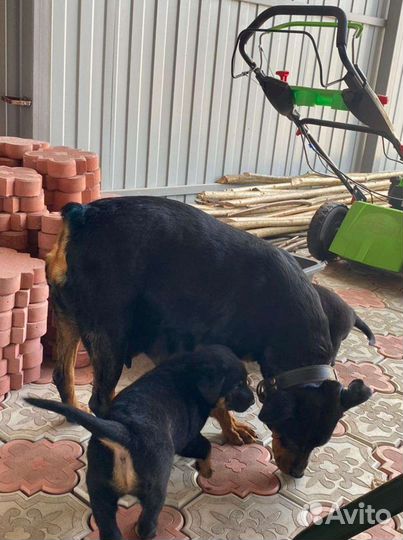 Щенки помесного ротвейлера (девочки)