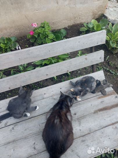 Домашние животные бесплатно