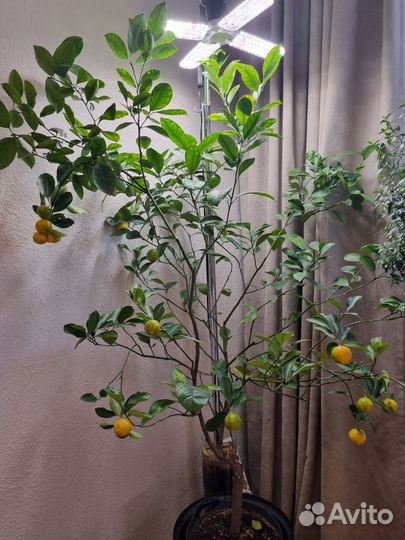 Каламондин