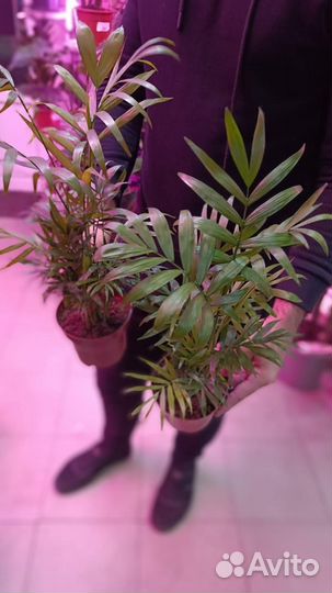 Хамедория 40 см