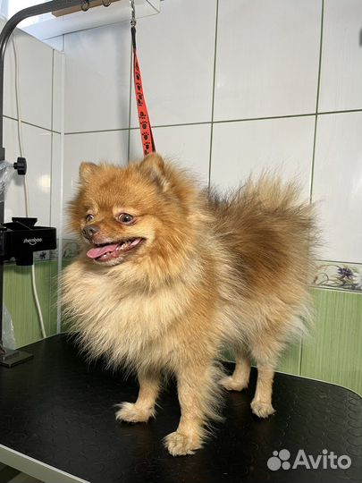 Стрижка собак и кошек