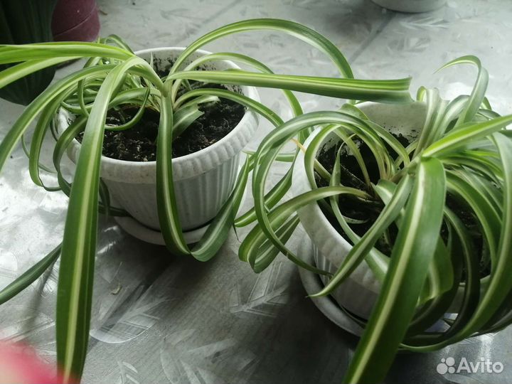 Хлорофитум