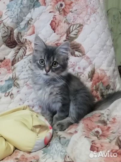 Котенок в добрые руки