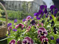 Буква м. Буква м раскраска. Буква м. Печатная буква м большая и маленькая. Изображение буквы м.