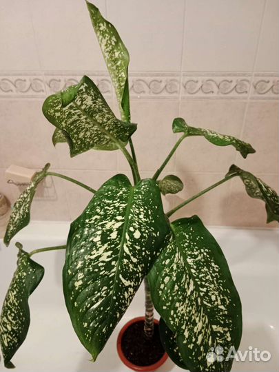 Комнатные цветы