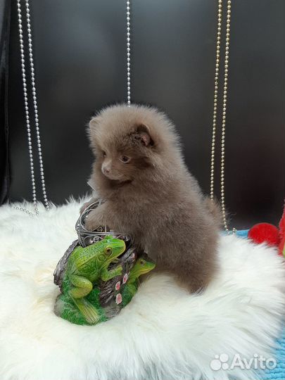 Без предоплат. Мини и стандарт лиловые девочки