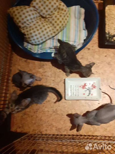 Донской сфинкс котята
