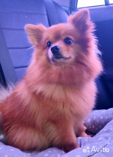 Померанский шпиц девочка