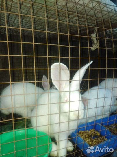 Кролики на мясо и на развод