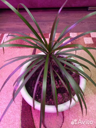 Драцена пальма