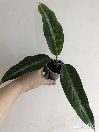 Диффенбахии