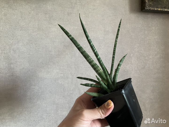 Сансевиерия цилиндрика