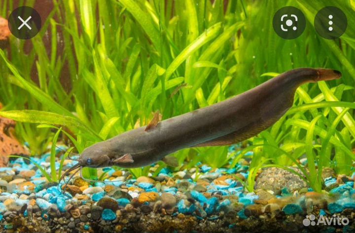 Аквариумные рыбки