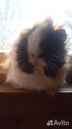 Дом отдыха и передержка для собак и грызунов